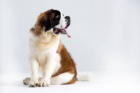 Maybe you would like to learn more about one of these? Saint Bernard Puppies A Complete Guide For New Owners The Dog People By Rover Com