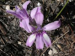 Image result for Babiana bainesii