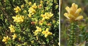 Image result for Penaeaceae