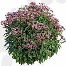 Image result for Pycreus mortonii