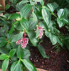 Tropical flowering plants for shade. Top 10 Plants For Subtropical Shade