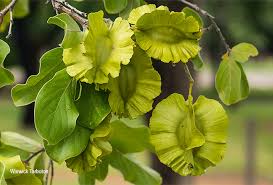 Image result for Combretum zeyheri
