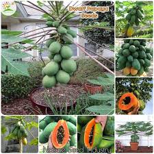 We did not find results for: Fast Growing Hybrid Dwarf Papaya Seeds 30pcs Seeds Pack Bonsai Fruits Tree Seeds For Planting Dwarf Fruits Plants Indoor And Outdoor Real Plants Potted Live Plants For Sale Health Organic Fruit Seeds Easy