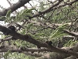 Image result for Acacia luederitzii