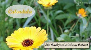 The Backyard Medicine Cabinet Calendula Calendula Herbal Healing Herbalism