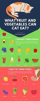 Learn the best fruits and vegetables for cats, including which ones should be cooked, and other helpful tips. Are Fruit And Vegetables Safe For Cats 13 Safe Foods For Your Kitty