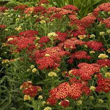 Achillea Strawberry Seduction Yarrow Plants Yarrow Flower Meadow Garden