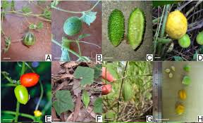 Image result for Cucumis aetheocarpus