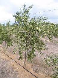 Most fruit trees need to be pollinated with at least two or three compatible trees. Fruit Tree Planting Guide For Queensland And Summer Rainfall Areas Of Australia Fruit Tree Lane
