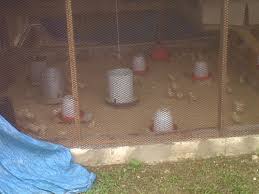 Pour over chicken in a plastic bag or container. Previous Projects Jamaican Mission Program