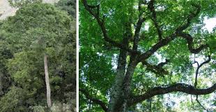 Image result for Homalium