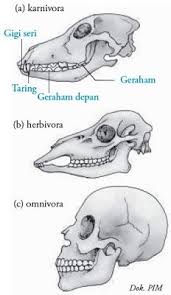 Contoh Hewan Karnivora Omnivora Herbivora Http Leutak Com Karnivora Contoh Hewan Karnivora Omnivora Herbivora Hewan Gambar Hewan Gigi