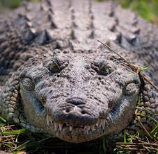 A trip to the everglades alligator farm includes an exciting airboat tour, an alligator show, a snake show, and an alligator feeding demonstration! Wie Ein Pferd Warum Manche Krokodile Galoppieren Konnen Welt
