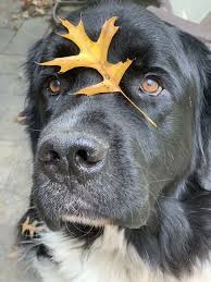 Browse thru our id verified puppy for sale listings to find your perfect puppy in your area. Challenges I Faced With My First Rescue Newfie My Brown Newfies