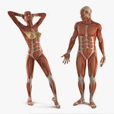 The front wall consists of one muscle, the rectus abdominis (also known as the abs). Male And Female Muscular System Anatomy Rigged Collection For Maya 3d Modell Turbosquid 1583178