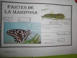 El Bosque Encantado Alas De Colores Proyecto Mariposas Mariposas Proyectos Alas