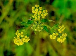 Image result for Sanicula