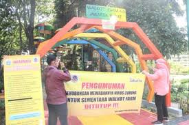 Tanaman tapak dara memiliki warna bunga yang indah seperti ungu muda, merah muda atau putih. Walkot Farm 4 0 Secara Simbolik Dibuka Kembali Oleh Ibu Sri Riana Hanim Kasie Ketahanan Pangan Pertanian Sudin Kpkp Jakbar Berita Foto Kota Administrasi Jakarta Barat