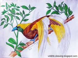 66 gambar sketsa hewan terlengkap 2019 marimewarnai com. 99 Sketsa Gambar Burung Cendrawasih Yang Mudah Terbaru Gambar Hewan