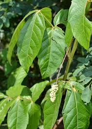 Image result for Paullinia pinnata