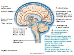 Nervous System Review Sheet At Washtenaw Community College Studyblue Cerebrospinal Fluid Spinal Fluid Plexus Products