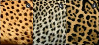 Cheetahs Leopards And Jags 3 Prints That Are Always In Style The Interior Collective Jaguar Animal Jaguar Print Jaguar