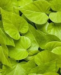 Deb explains how the roots that christopher columbus brought back to spain in 1493 were called batatas by the indians who lived in the greater antilles islands. Sweet Potato Vine How To Plant Grow And Care For Ipomea Batatas Garden Design