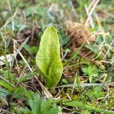 Image result for Ophioglossum vulgatum