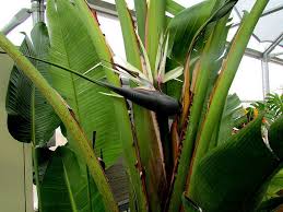 White Bird Of Paradise Images White Bird Of Paradise Strelitzia Nicolai Or Strelitzia Alba White Bird Birds Of Paradise Plant Leaves