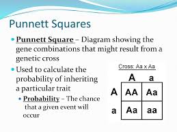 They are useful as they can predict the genetic probability of a particular phenotype arising in a couple's offspring. Punnett Square Notes Ppt Download