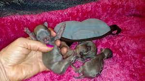 Leave the mother to feed her new puppies. Newborn Chihuahua Puppies Youtube