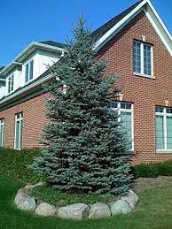 Jun 08, 2021 · the spruce / evgeniya vlasova. Blue Spruce Trees Colorado Blue Spruce Blue Spruce Tree Backyard Trees