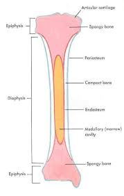 Cuboid bone diagram wiring diagrams, bones of body diagram data wiring diagram today, coxal bone diagram data wiring diagram today, blank bone diagram rome fontanacountryinn com, cartilage vector illustration scheme of chondrocytes collagen. Facebook
