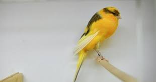 Perbedaan Kenari Jantan Dan Betina Usia Anakan Dan Dewasa Kenari Betina Burung