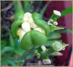 Growing daylilies from seed is not all that hard, according to olallie daylily gardens. Daylilies Forum What Is Going On With This Seed Pod Garden Org