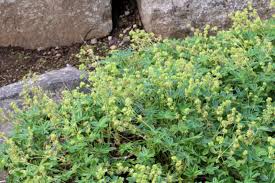 Image result for Alchemilla kiwuensis