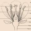 — female parts the female part of the flower is known as the pistil. 1