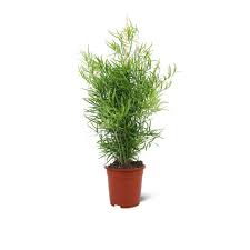 Image result for Asparagus falcatus