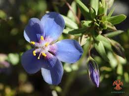 Image result for Lysimachia monelli