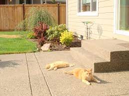 Vinny And Bella Enjoying The Sunshine In Our Backyard Enjoy The Sunshine Indoor Cat Orange Tabby
