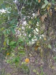 Image result for Landolphia