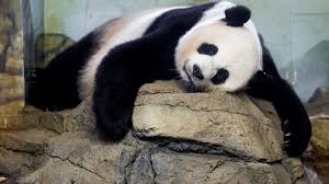 In 1994, panda merged with azizia company to become azizia panda united. D C Panda May Be Pregnant Why Is Breeding Them So Tough
