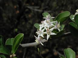 Image result for Ehretia obtusifolia