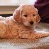 Goldendoodle puppies for sale, goldendoodle dogs for adoption and goldendoodle dog breeders. 1