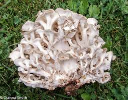 Image result for Polyporus pendulus