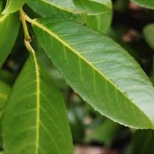 Maybe you would like to learn more about one of these? Prunus Laurocerasus Caucasica Hedge Laurel Caucasica
