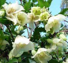 Check spelling or type a new query. Clematis Cirrhosa Wikipedia
