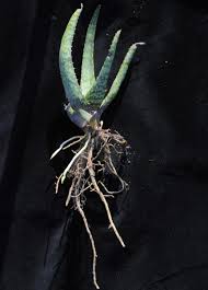 Image result for Aloe bukobana