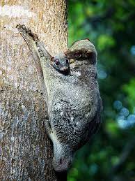 Nikki and brie bella are the newest members of the colugo family. Colugo With Baby Flying Lemur Unusual Animals Animals Beautiful Animals Wild