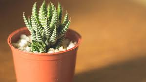 En otoño, debes regar tu cactus igual que en primavera, espaciando el riego para enseñar a la planta a ir entrando en reposo hasta casi suprimir el riego durante los meses de diciembre y enero. Por Que Se Mueren Tus Cactus Descubre Como Debes Cuidarlos America Noticias